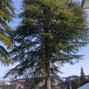 ミティラー美術館 ヒマラヤスギ シンボルツリー 十日町 自然