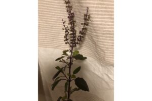 Tulsiの花穂と葉の特徴