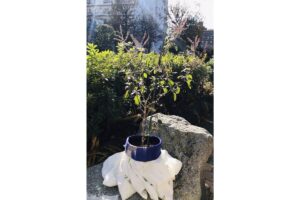 プランターで育てたTulsiの成長記録