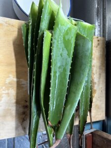 アロエで化粧水をつくりたい