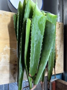 アロエベラの葉をカットした状態。化粧水作りの下準備