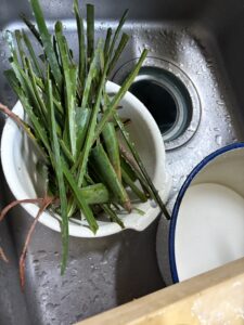 アロエのとげとげの部分は切り落とします。