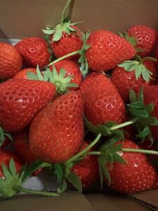 寒い場所で保存した苺が甘く感じた理由を解説する大人の苺記事