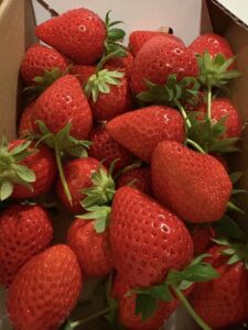 寒い場所で保存した苺が甘く感じた理由を解説する大人の苺記事