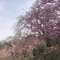 湘南の桜風景 公園の春